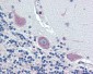 TGFB3 Antibody (C-Terminus)